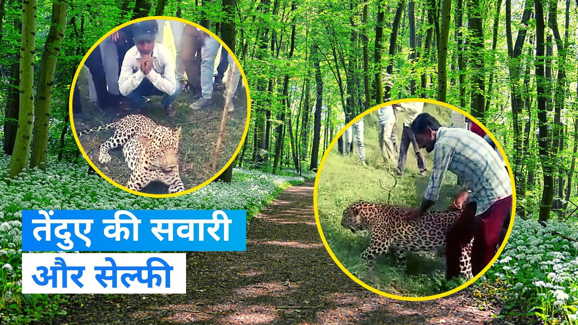 Leopard in MP: तेंदुए की सवारी, साथ में सेल्फी- देखिए video