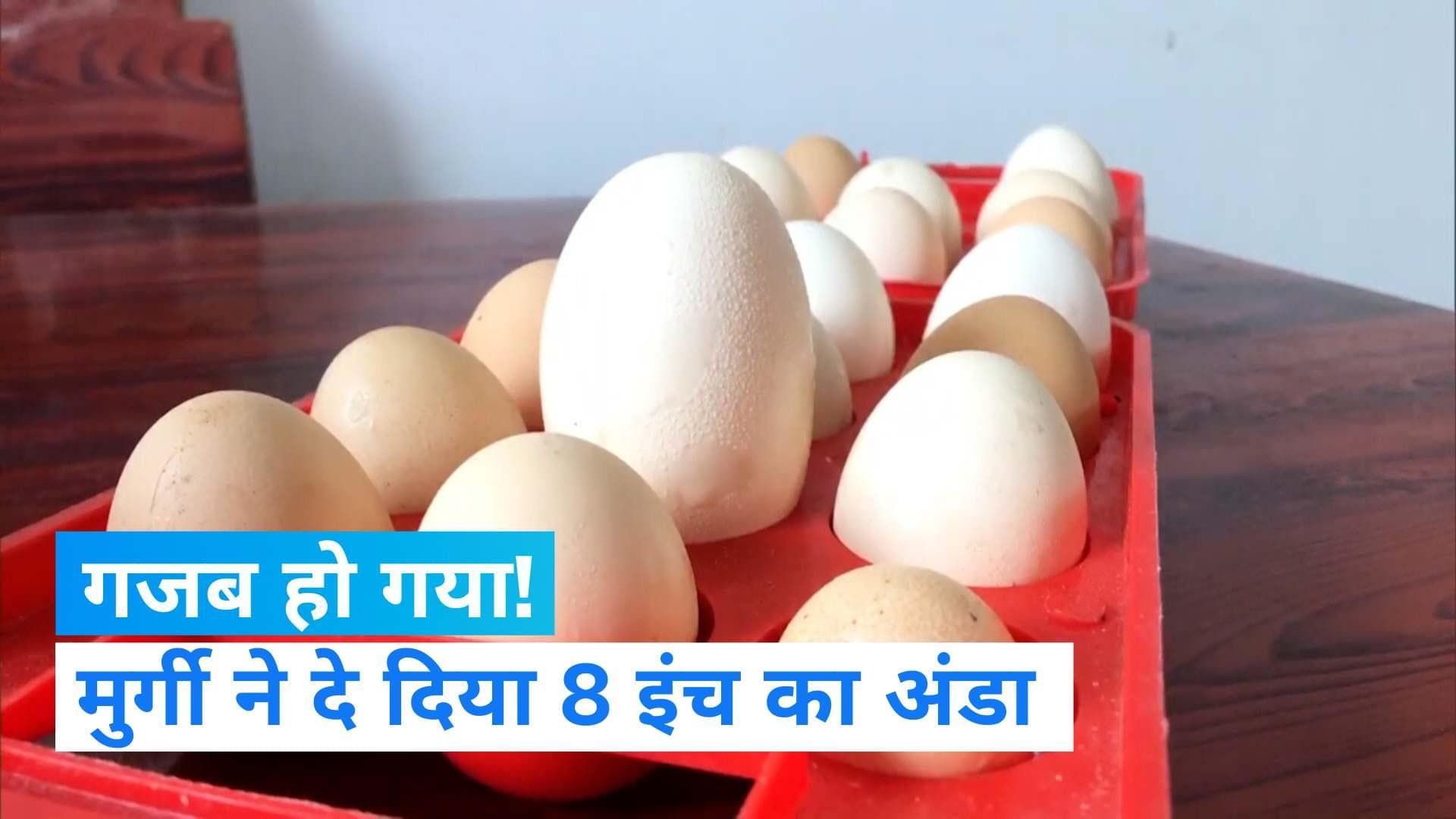 Hen laid 8.1 inch egg: मुर्गी ने दिया सबसे बड़ा अंडा! लोग कह रहे चमत्कार, अब क्या होगा इसका?