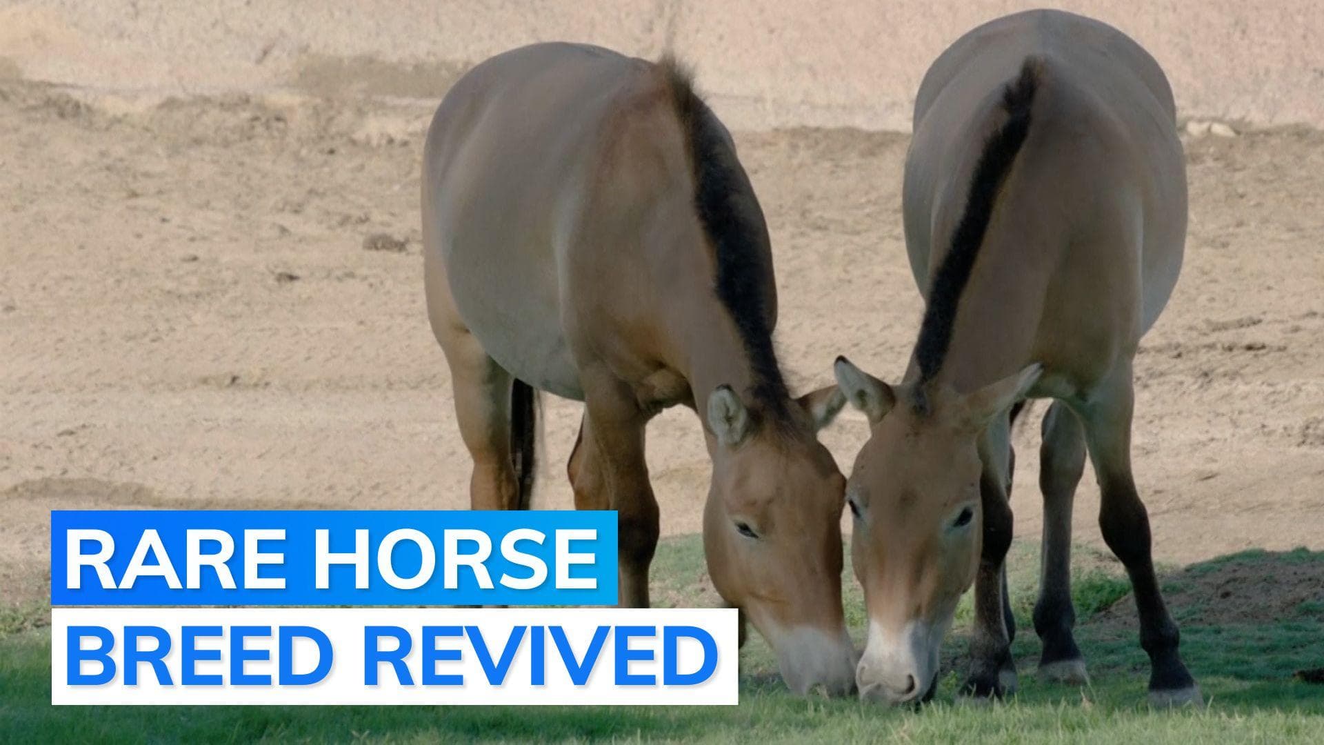 Wild horse produced through cloning from DNA preserved 42 years ago