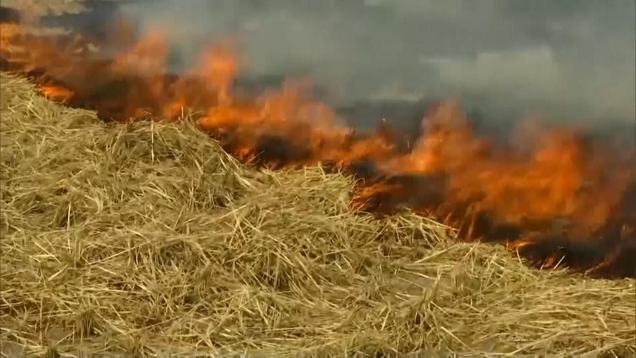 Punjab reports maximum number of farm fires in first 6 days of May