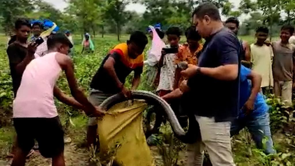 Snake in Tea Garden: চা বাগানে যেন সাক্ষাৎ মৃত্যুদূত, মালবাজারে বিশালাকার কিং কোবরা ধরল খুনিয়া বন বিভাগ