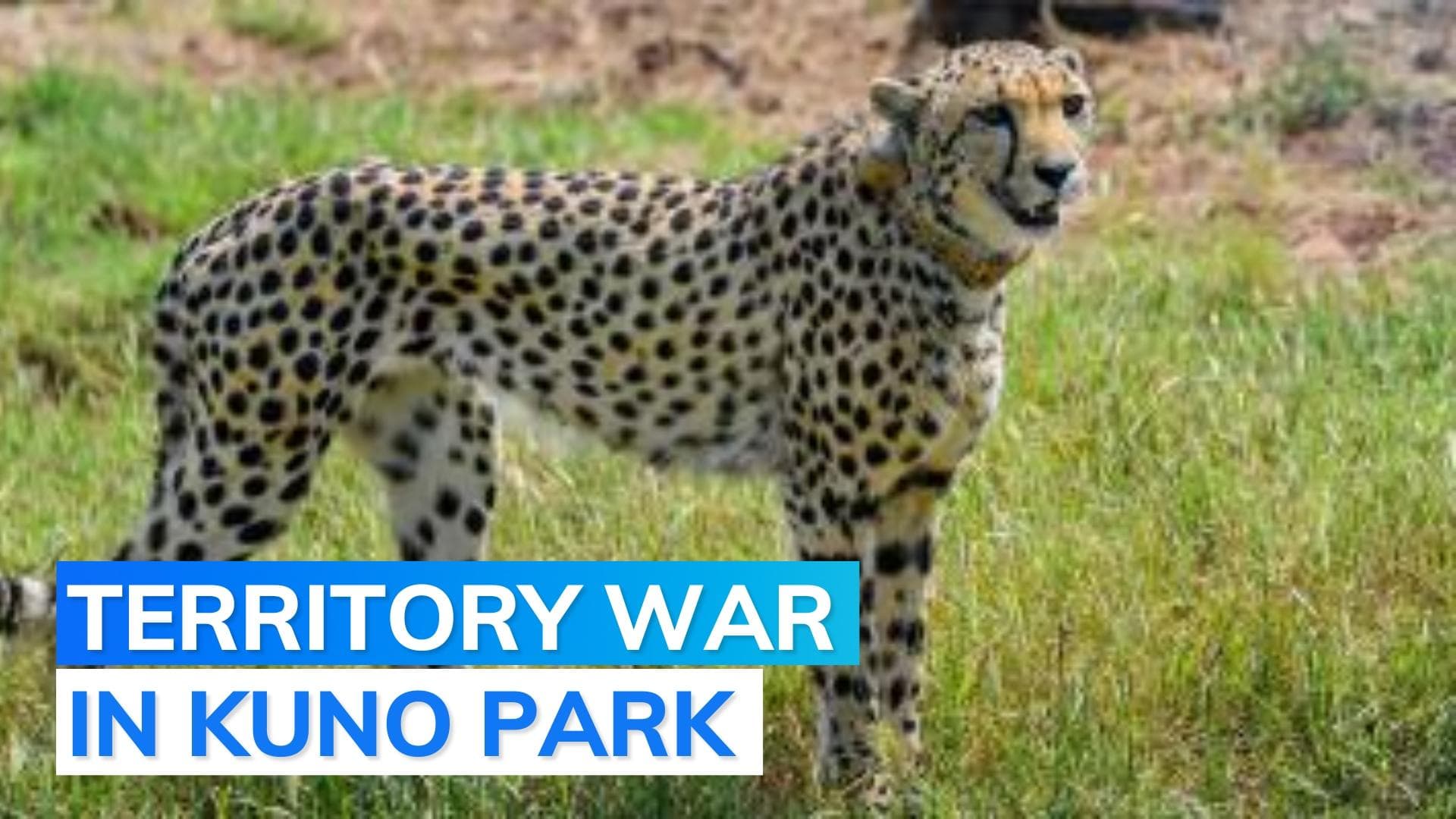 Kuno Park: cheetahs from Namibia clash with cheetahs from South Africa, one wounded