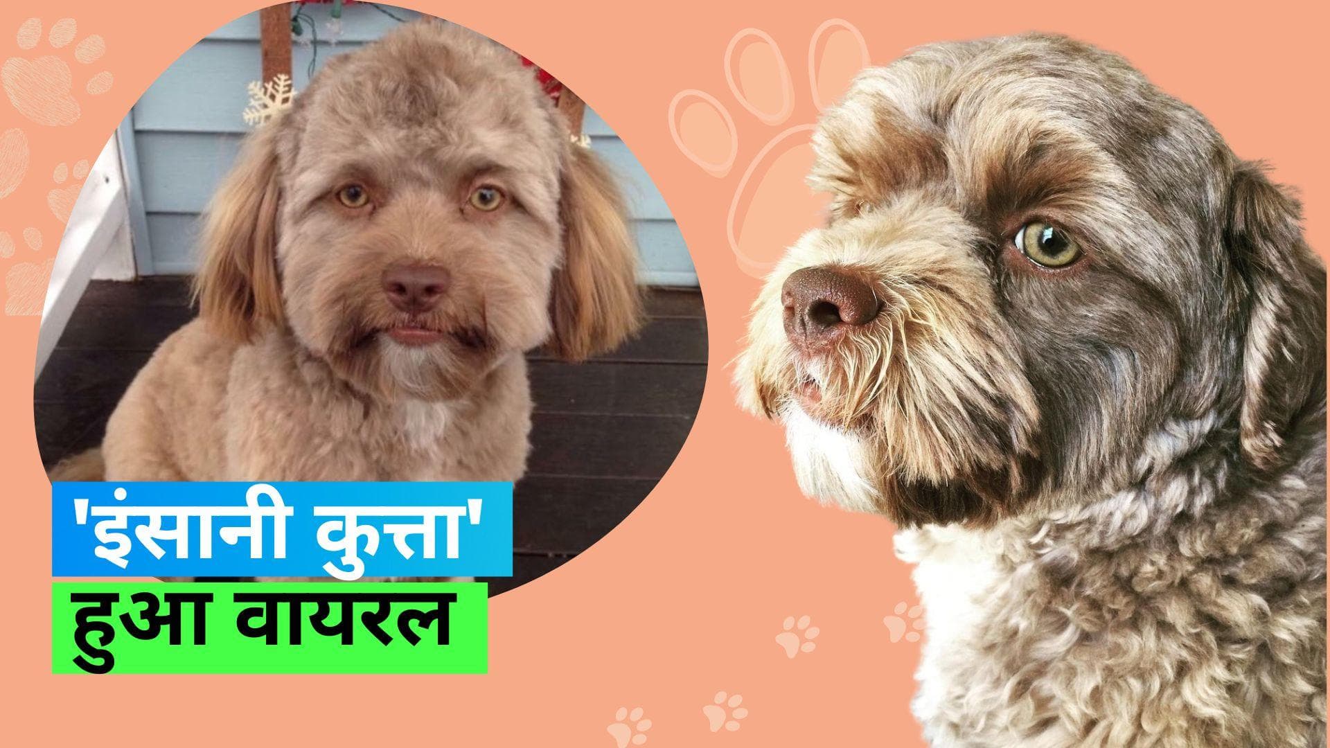 Human Face Dog: 'इंसानी चेहरे' वाले कुत्ते की तस्वीर देख नहीं हो रहा लोगों को यकीन
