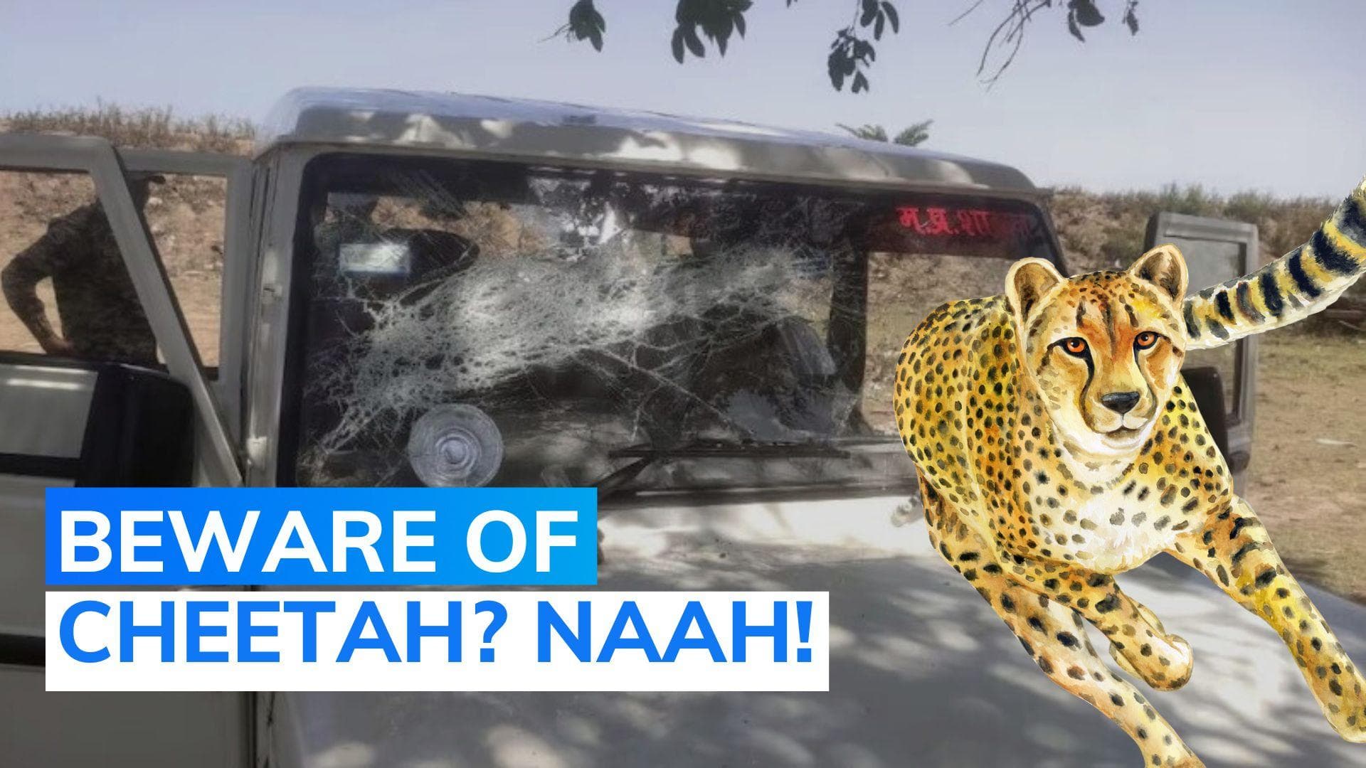Kuno's cheetah tracking team attacked after villagers mistake them for dacoits