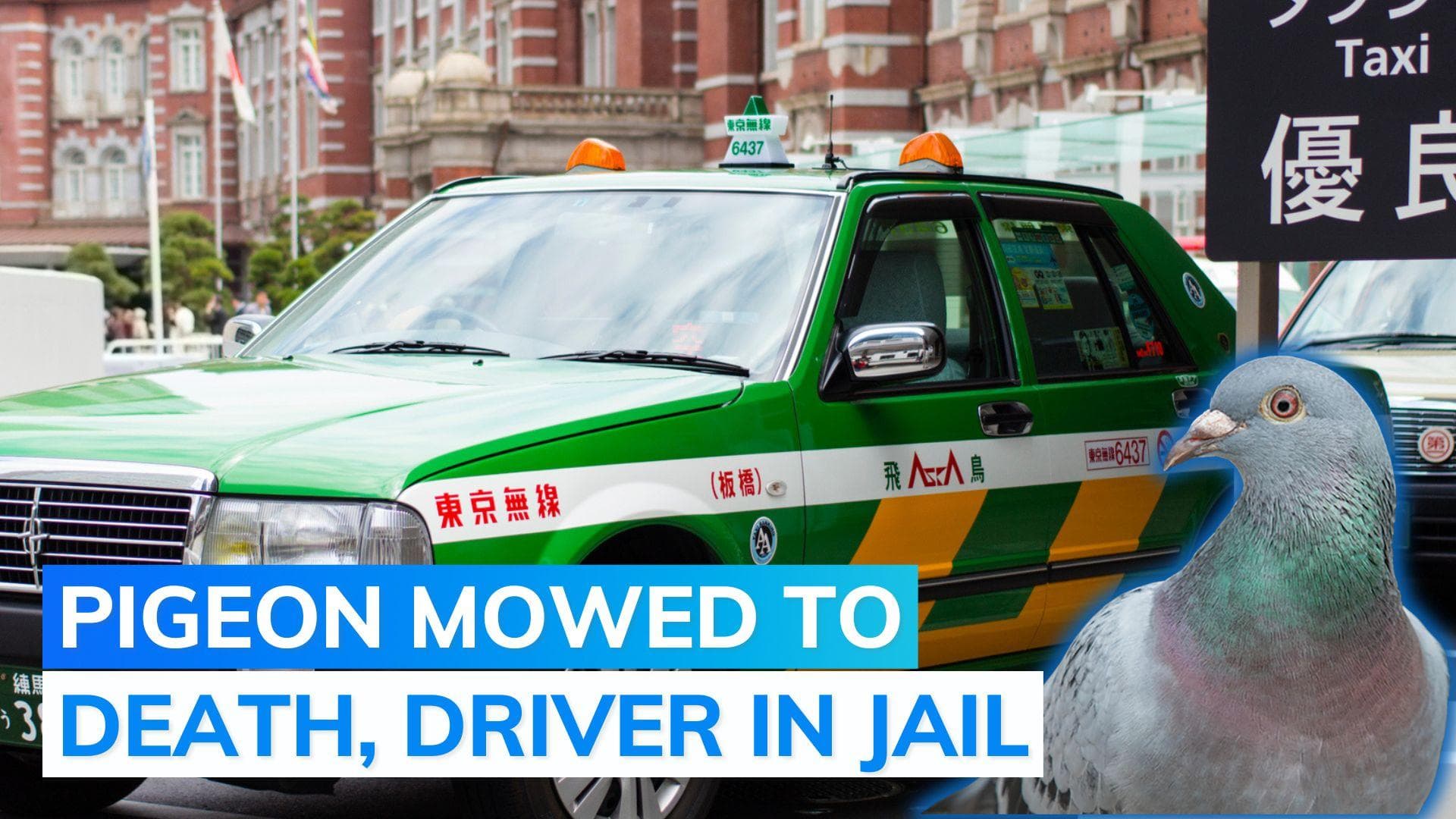 Tokyo cab driver arrested for 'mowing down pigeon'
