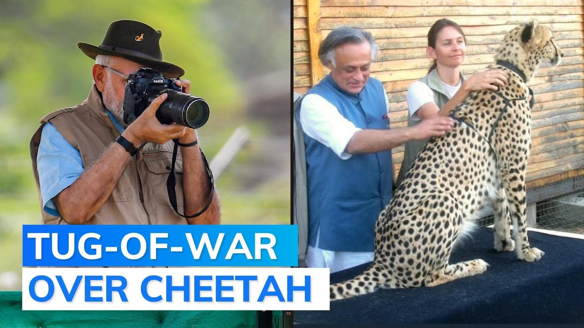 Cheetah credit war: Congress tweets 2009 letter, calls PM Modi 'pathological liar'