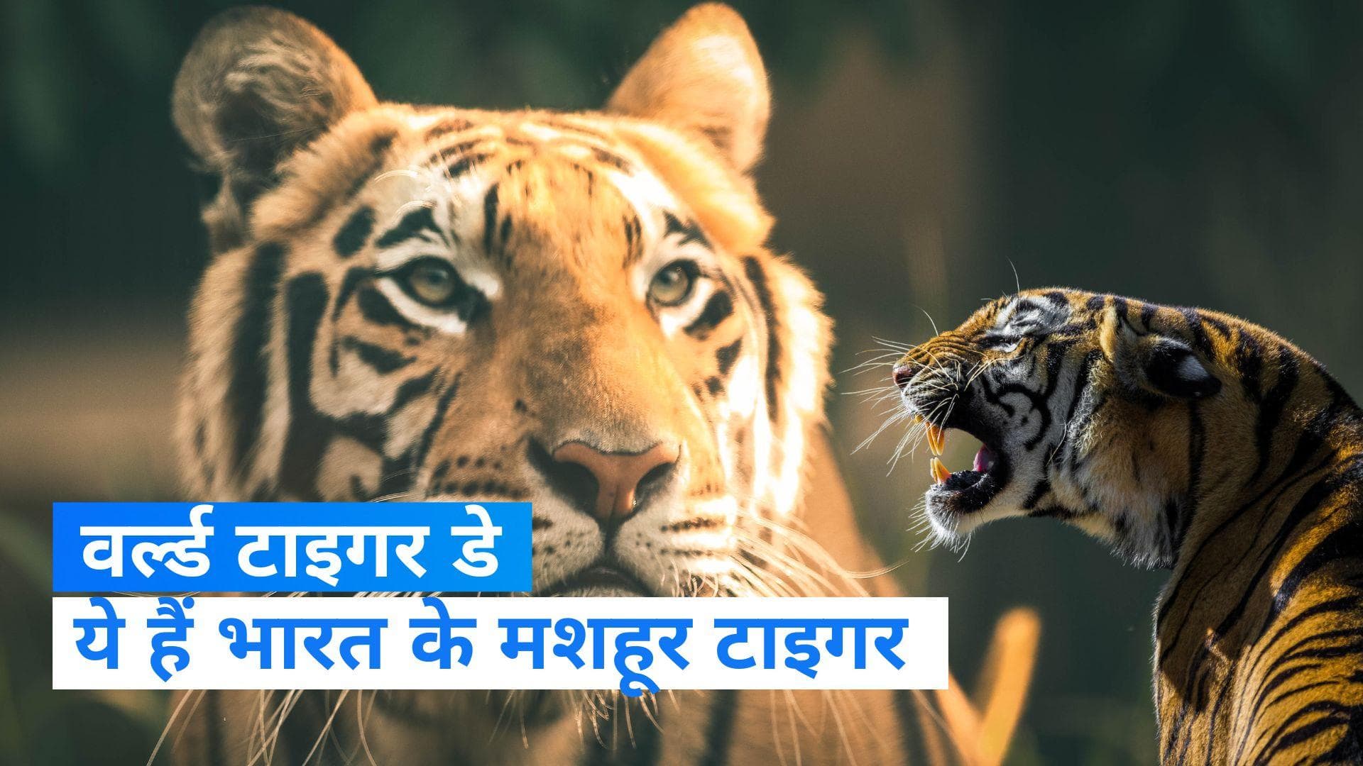 Global Tiger Day 2023: वर्ल्ड टाइगर डे के मौके पर आइये आपको रूबरू कराते हैं भारत के 5 मशहूर बाघों से 