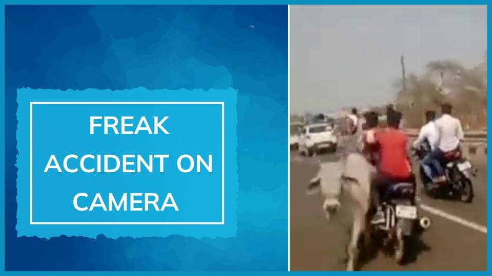 Biker hits cow, falls, run over by car in Bhim Army chief Chandrashekhar Azad's convoy near Bhopal