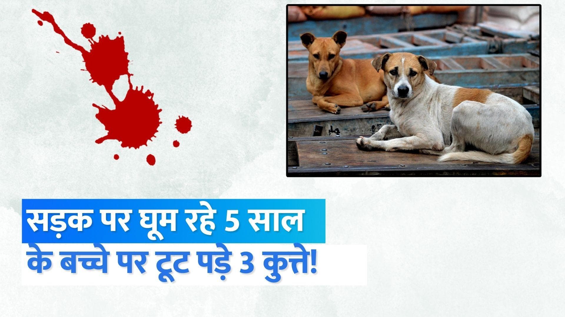 Hyderabad: 5 साल के बच्चे पर टूट पड़े कुत्ते, नोचा-घसीटा... ले ली जान... दहला देगा Video