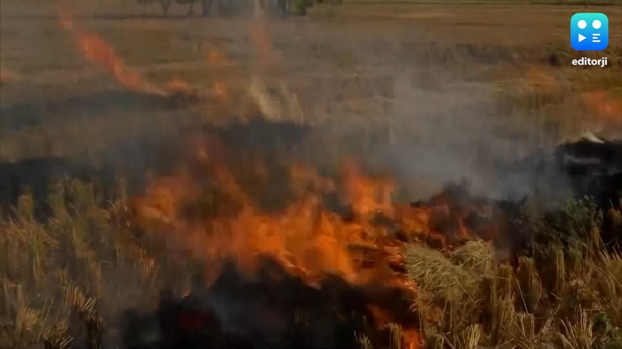 Stubble Burning: एक हफ्ते में 218% बढ़े पराली जलाने के मामले, दूषित हुई दिल्ली की आबोहवा 