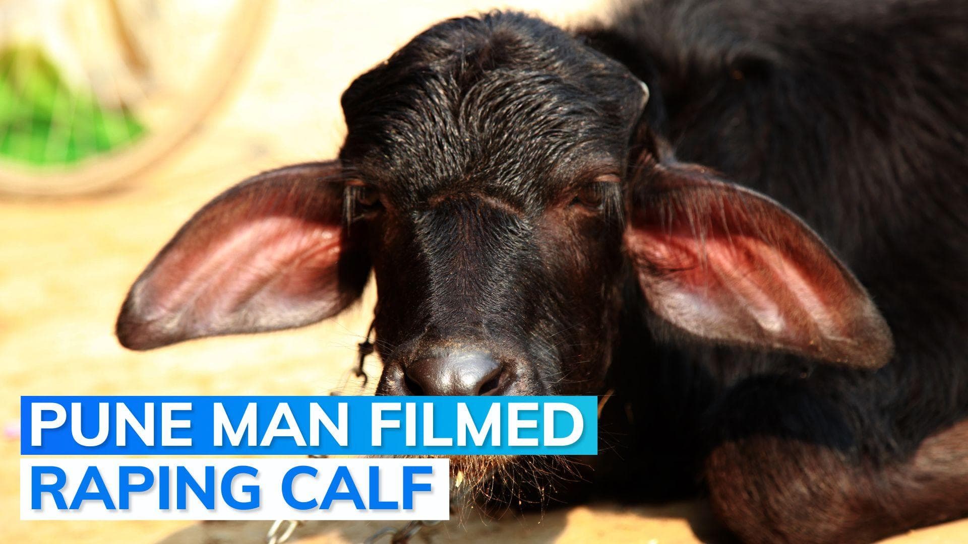 Man caught red-handed while raping buffalo calf in Pune