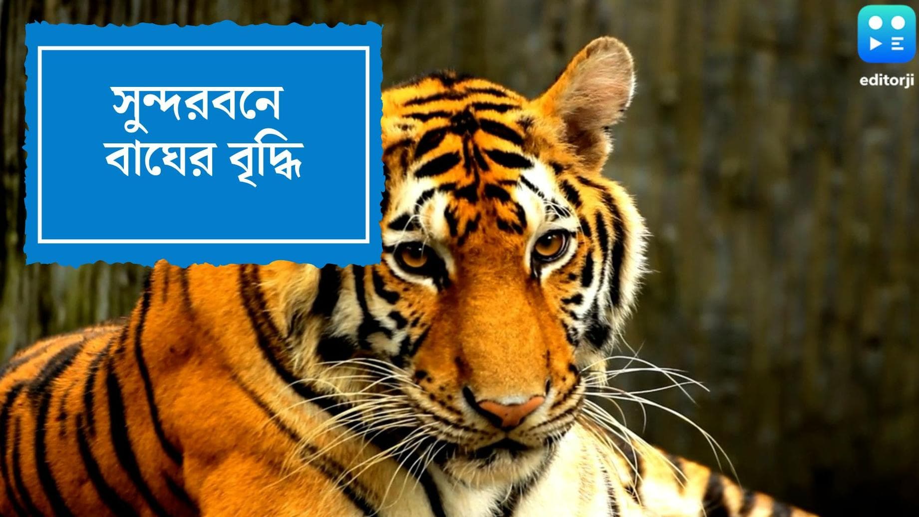 Royal Bengal Tiger: সুন্দরবনে ১ বছরেই ৩৮টি বাঘ বেড়েছে, দাবি বনমন্ত্রীর
