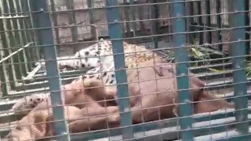 Coach Behar leopard: ফের লোকালয়ে চিতাবাঘের হানা, আতঙ্ক কোচবিহারে