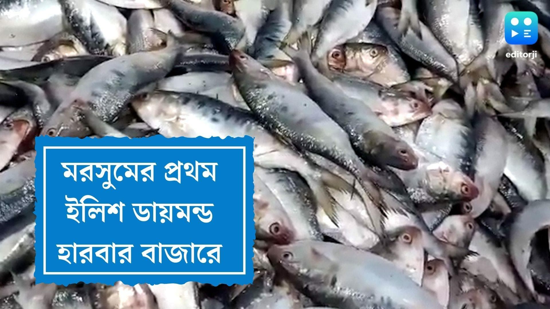 Hilsha in Diamond Harbour : মরসুমের শুরুতেই ডায়মন্ড হারবারের আড়তে এল টন টন ইলিশ, দাম কত জানেন ?