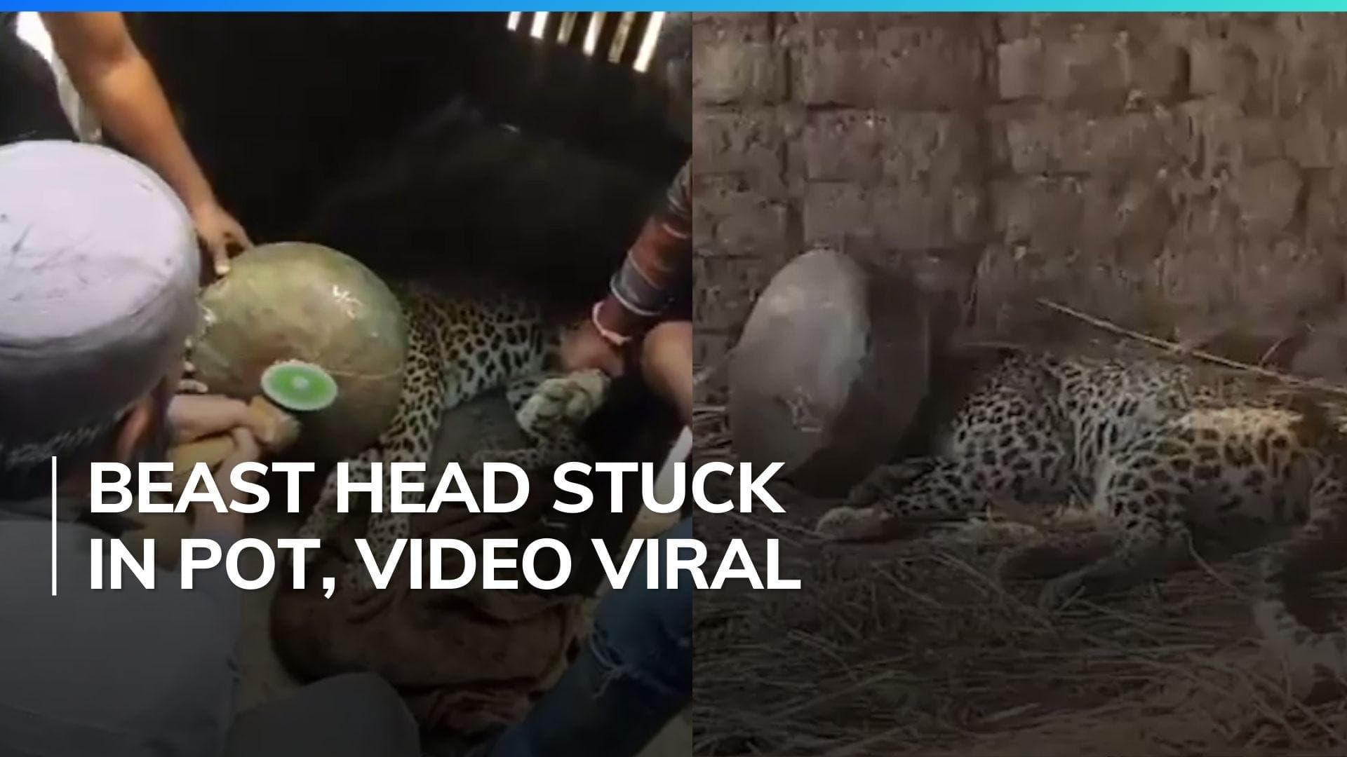 Leopard spends 5 hours with head stuck in metal vessel, rescued later | Watch