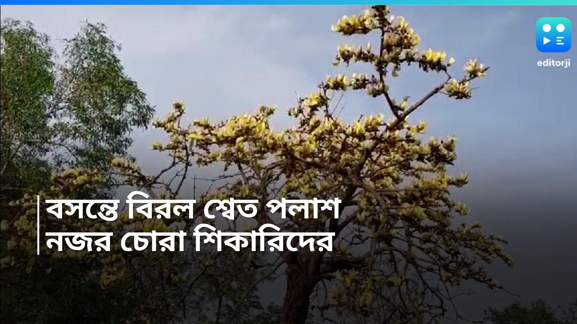 White Polash: বিরল শ্বেত পলাশে নজর চোরা শিকারিদের, গ্রাম পাহারায় পুরুলিয়া 