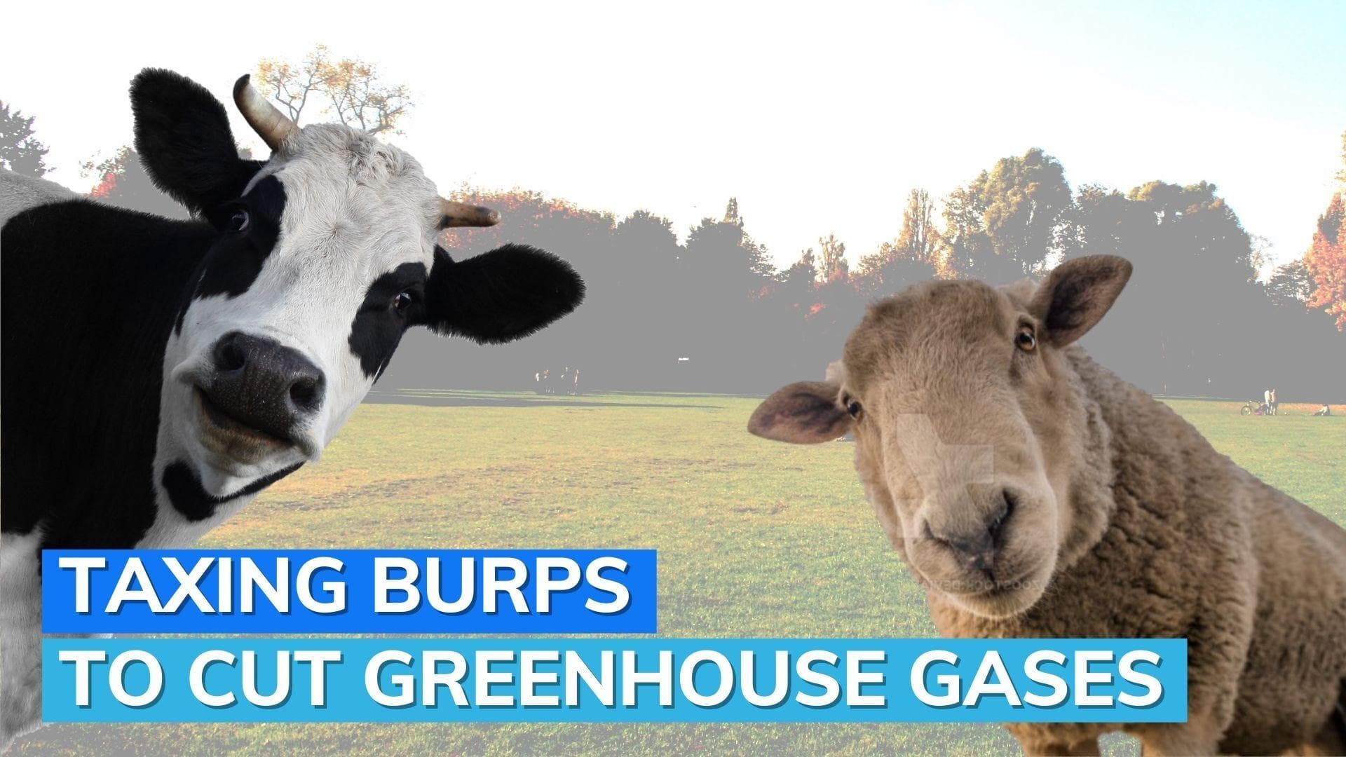 Bid to combat climate change: New Zealand plans to tax cow and sheep burps