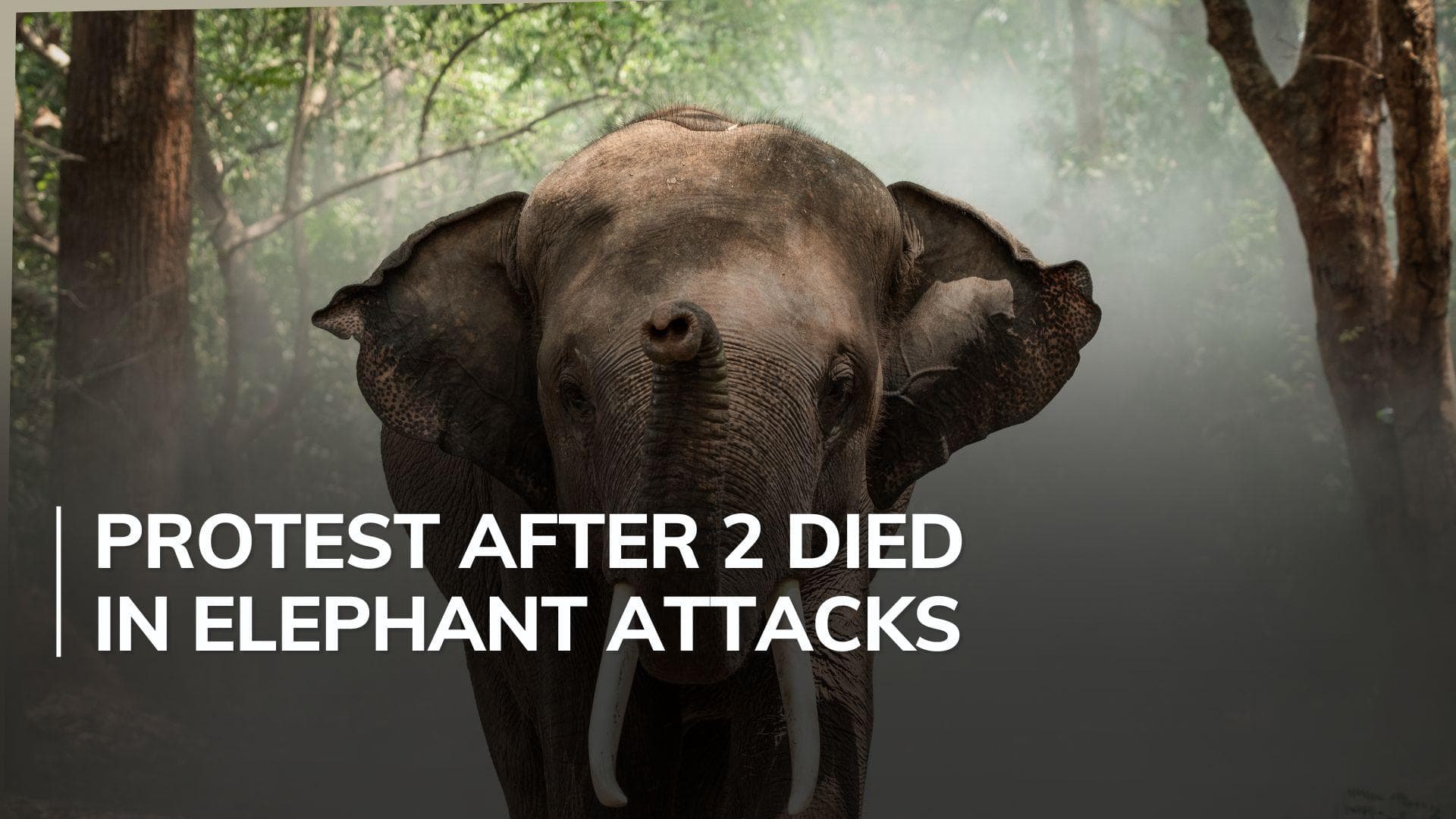 Youth Congress protest over human-animal conflict turns violent in Wayanad