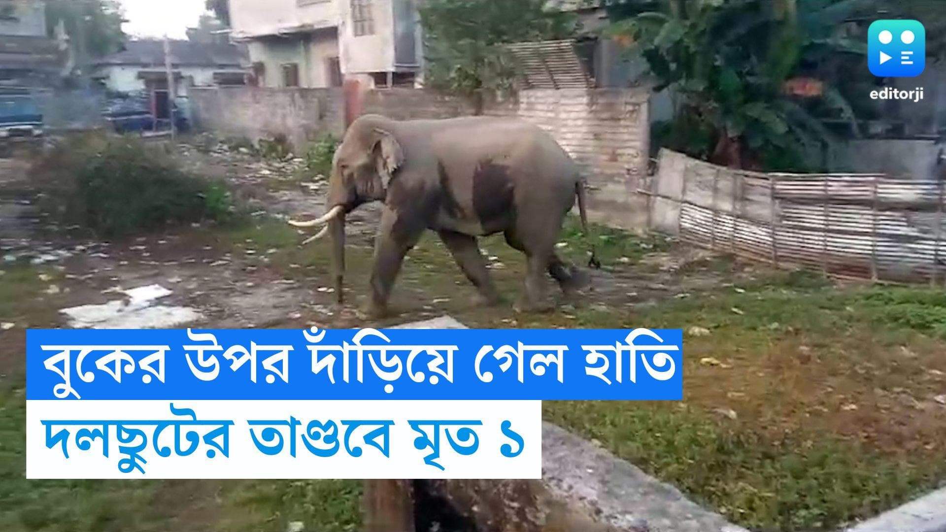 Elephant Attack: রাজমিস্ত্রির বুকের উপর দাঁড়িয়ে পড়ল হাতি, উত্তরবঙ্গে দাঁতালের তাণ্ডবে মৃত ১
