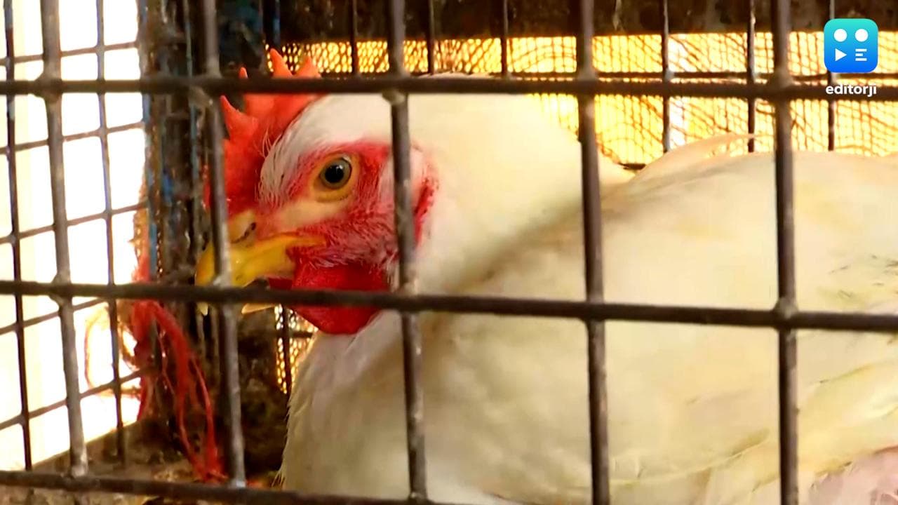 Kolkata chicken price hike: অগ্নিমূল্য বাজারদর, কলকাতায় দাম বাড়ল মুরগির মাংসের