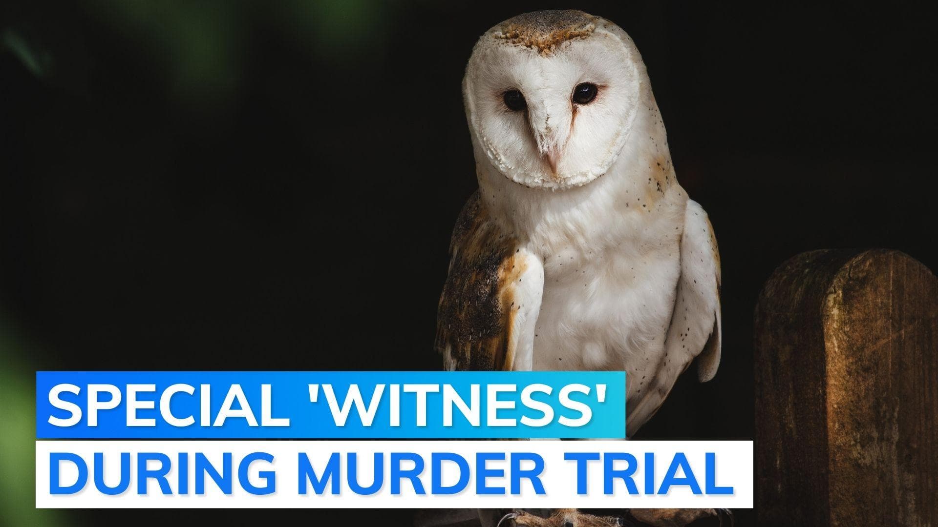 South Africa: owl causes havoc in courtroom during murder trial. Here's what happened next