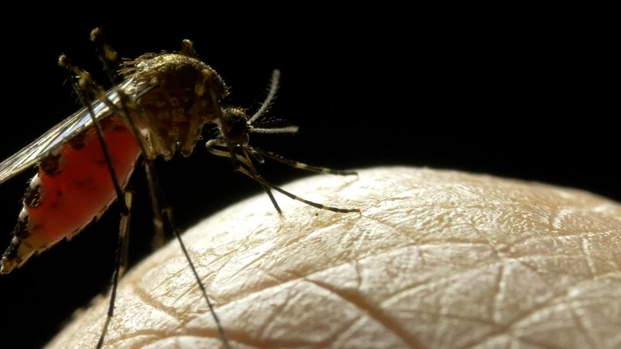 Dengue cases in Delhi mount to over 2,700; nine deaths in total