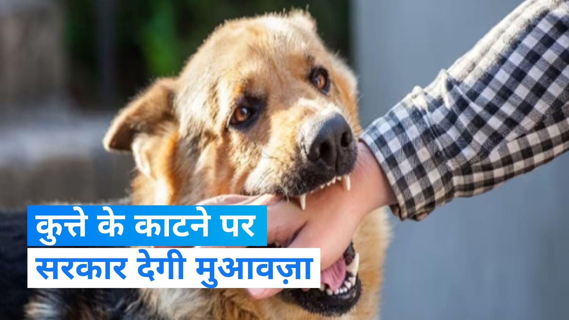 Punjab-Haryana हाईकोर्ट का बड़ा फैसला, कुत्ते के काटने पर मिलेगा मुआवज़ा