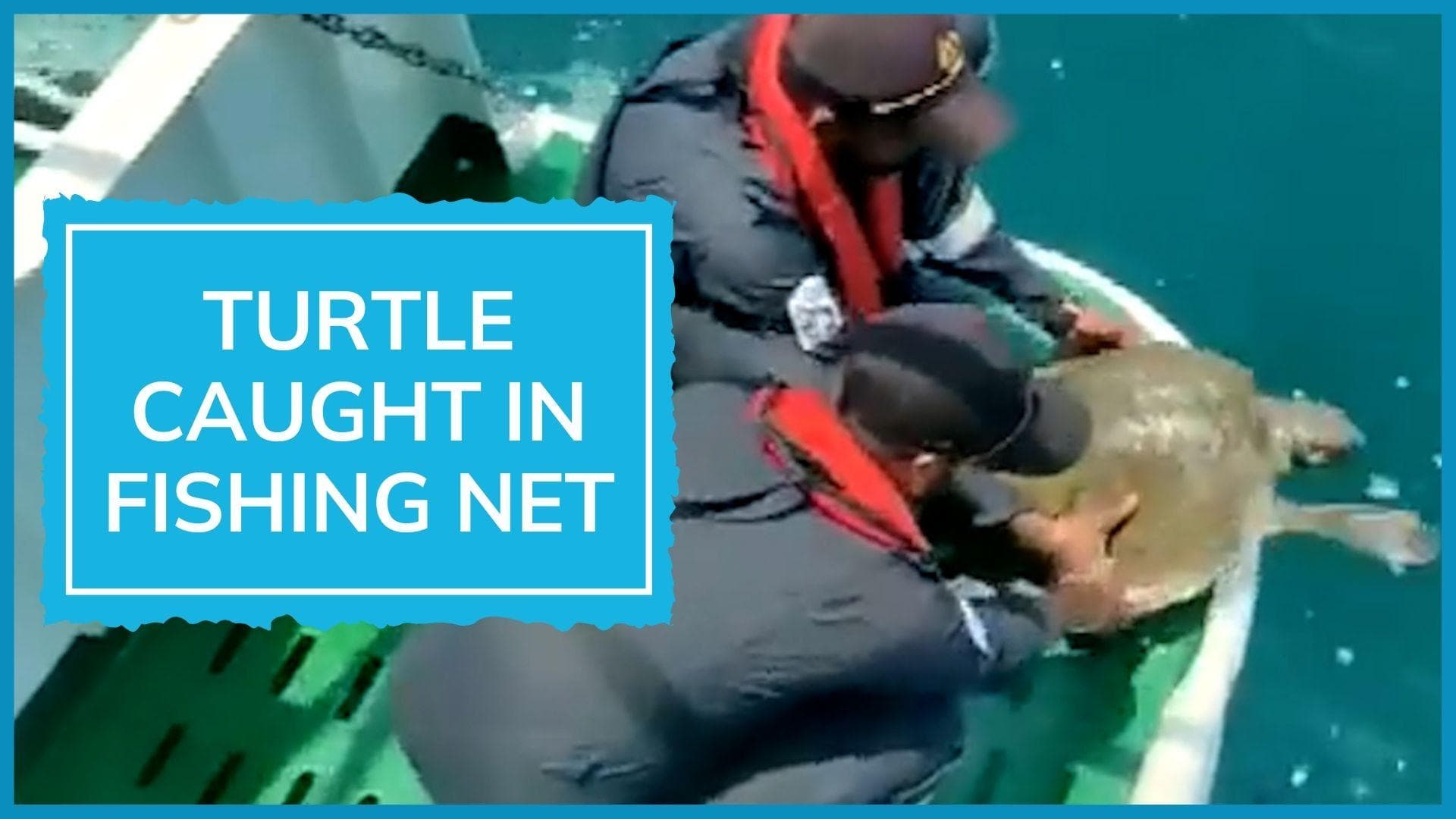 Turtle gets caught in fishing net off Goa coast, spotted by Indian Coast Guard. See what happened next