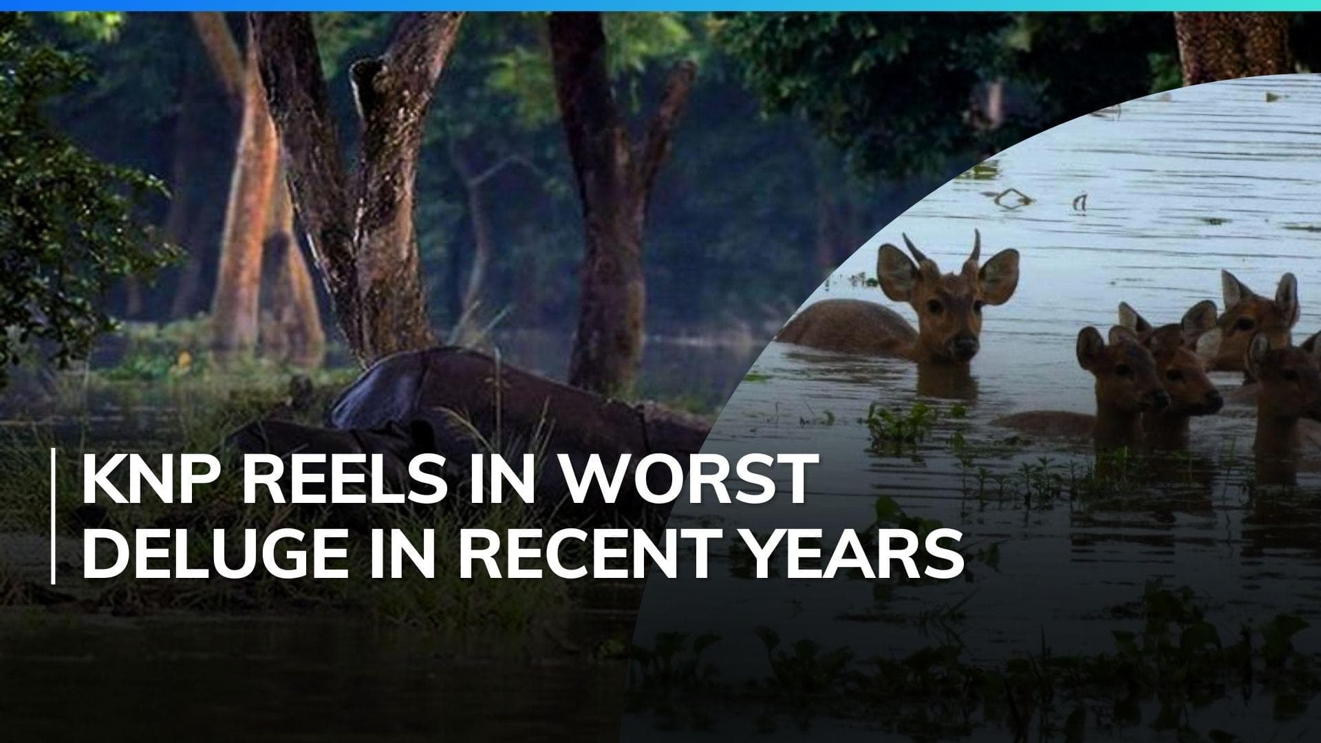 114 wild animals dead in flood-hit Kaziranga National Park