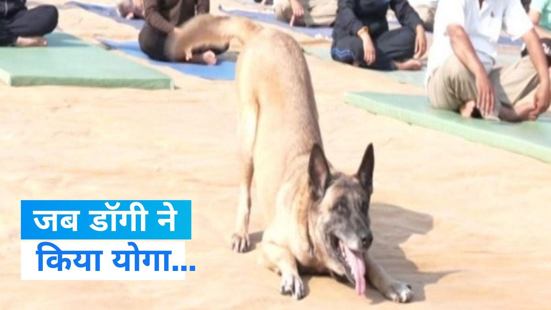 Yoga Day: छोटा डॉगी जान के ना कोई आँख दिखाना रे... पूरे परफेक्शन से योगा करता है ये कुत्ता, देखें वीडियो