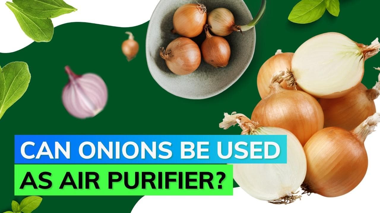 Latest TikTok trend suggests onions may purify home from germs; know the truth