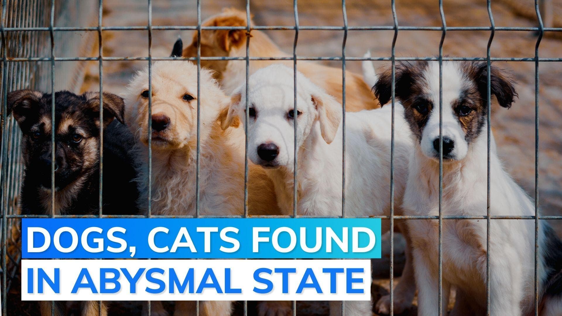 New Jersey: two held after hazmat team found animals in inhumane conditions