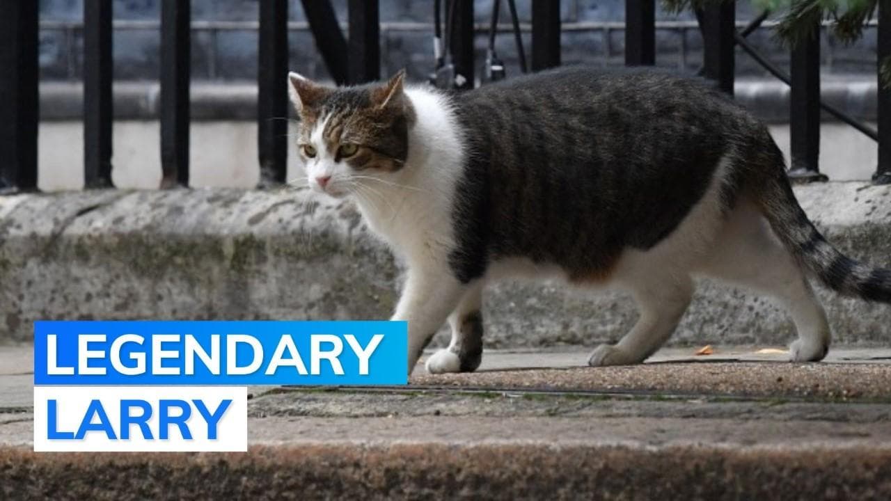Meet Larry the cat: No.10 Downing Street's Chief Mouser and history keeper