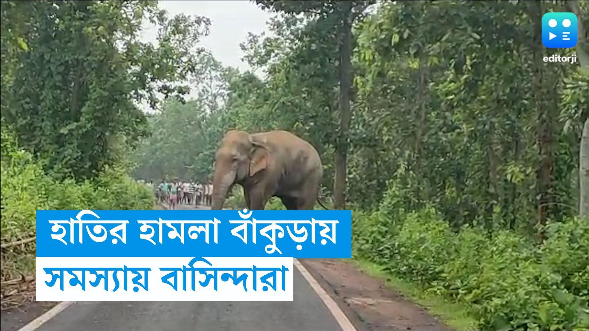 Elephant in Bankura: রেসিডেন্সিয়াল হাতির তাণ্ডব বাঁকুড়ায়, সমস্যায় একাধিক গ্রামের বাসিন্দারা