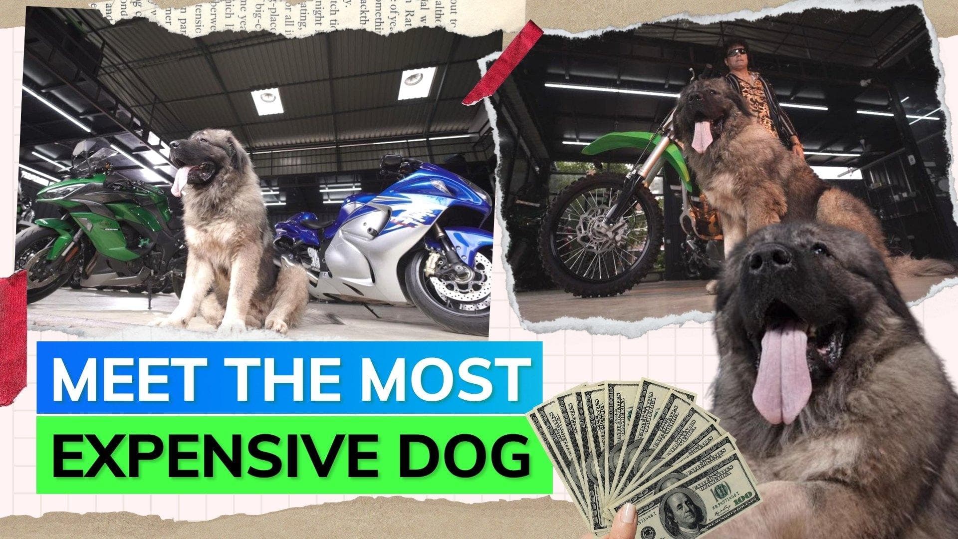 Biggest and most expensive Caucasian Shepherd becomes internet sensation