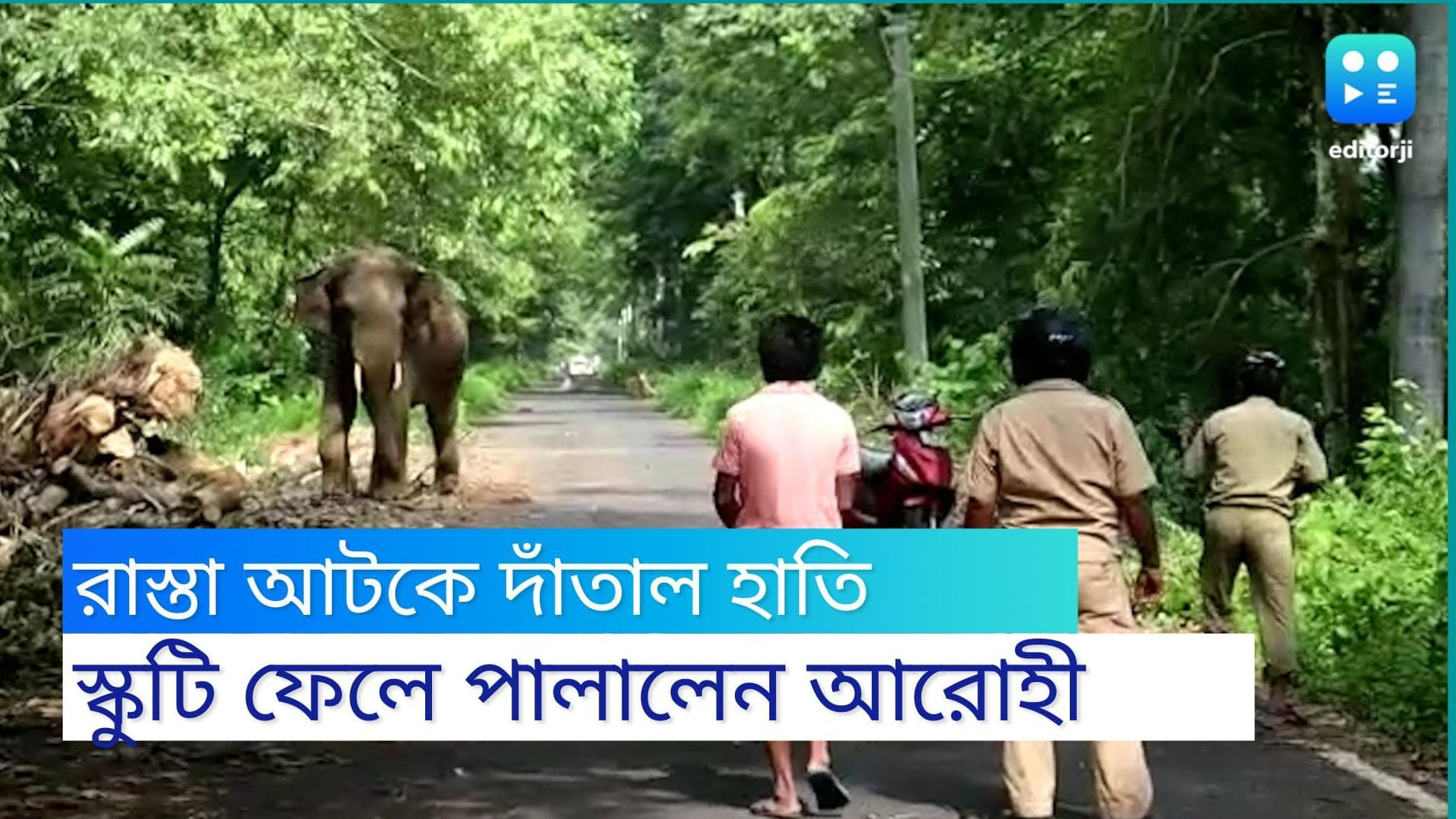Elephant: ডুয়ার্সের রাস্তায় স্কুটি চালকের সামনে এসে রাস্তা আটকে দিল দাঁতাল হাতি