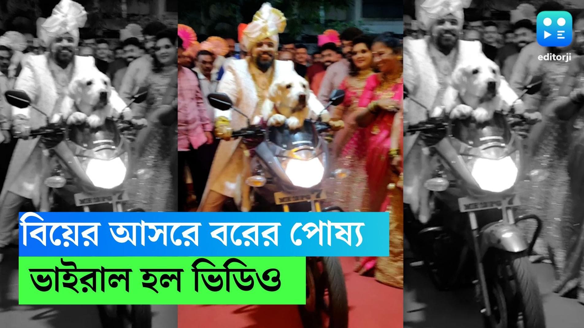 Viral wedding video: বাইকে চেপে বিয়ের আসরে বরের সঙ্গী সারমেয়, ভাইরাল হল ভিডিও