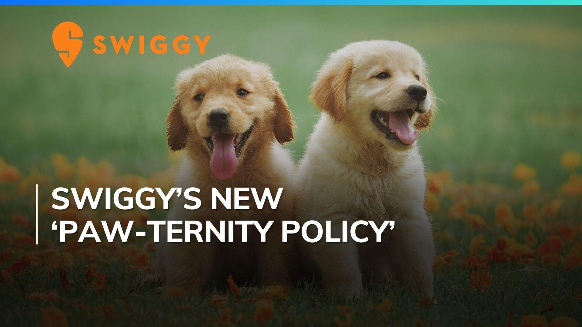 National Pet Day: Swiggy announces Paw-ternity policy; here's everything you need to know