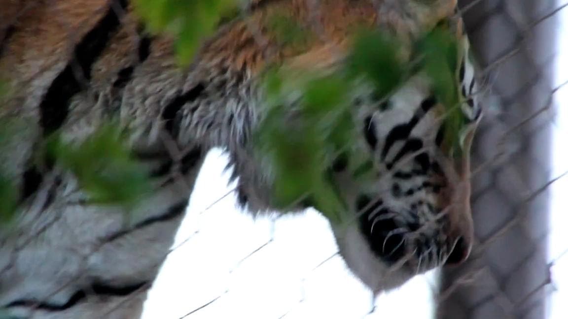 Florida Zoo : ফ্লোরিডার চিড়িয়াখানায় সাফাইকর্মীর হাত কামড়ে ধরল বাঘ ! তারপর...
