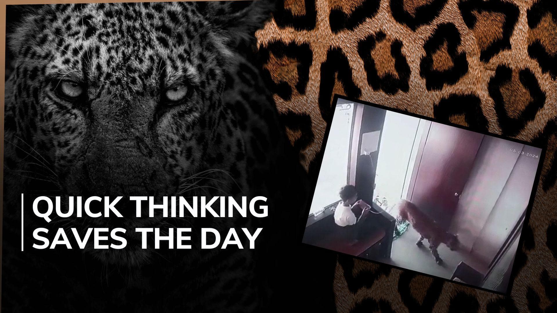 Watch: 12-year-old boy locks leopard inside office in Maharashtra