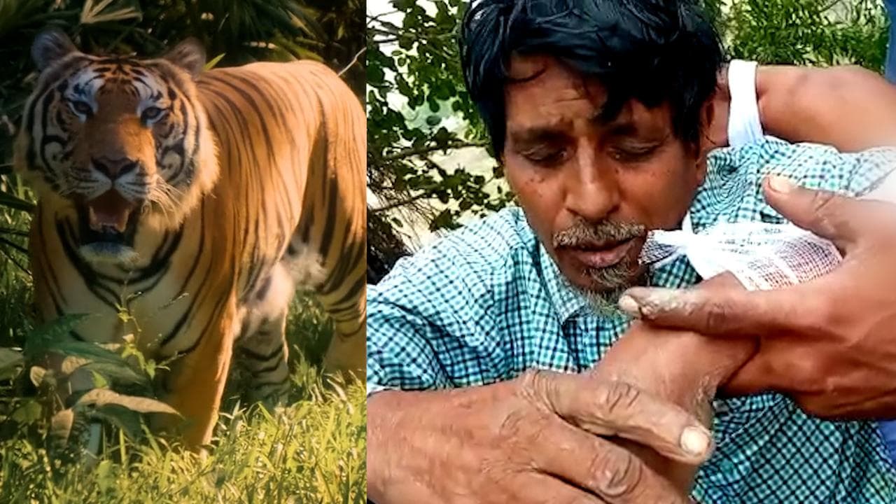 Tiger Attack: আবার সুন্দরবন লাগোয়া লোকালয়ে ঢুকল বাঘ, আচমকা হামলায় আহত ১