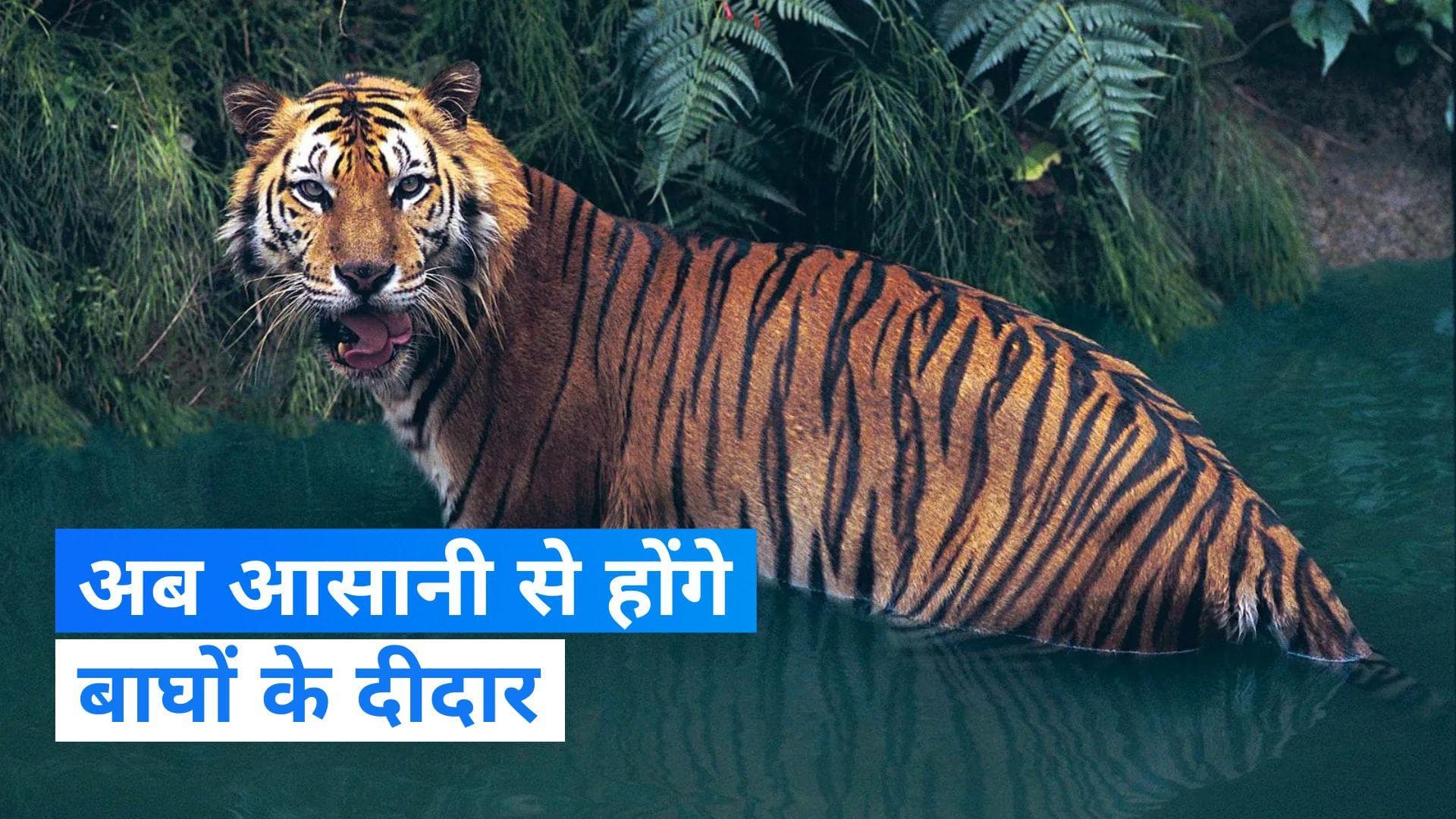 UP News: उत्तर प्रदेश में टूरिस्ट आसानी से देख सकेंगे बाघ, जानें ईको टूरिज्म सर्किट की खासियत