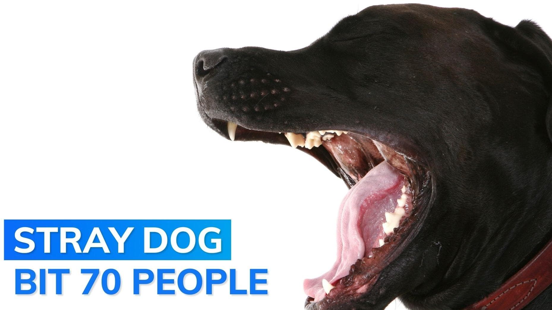 Search launched for stray dog in Bihar's Ara after it goes on biting spree