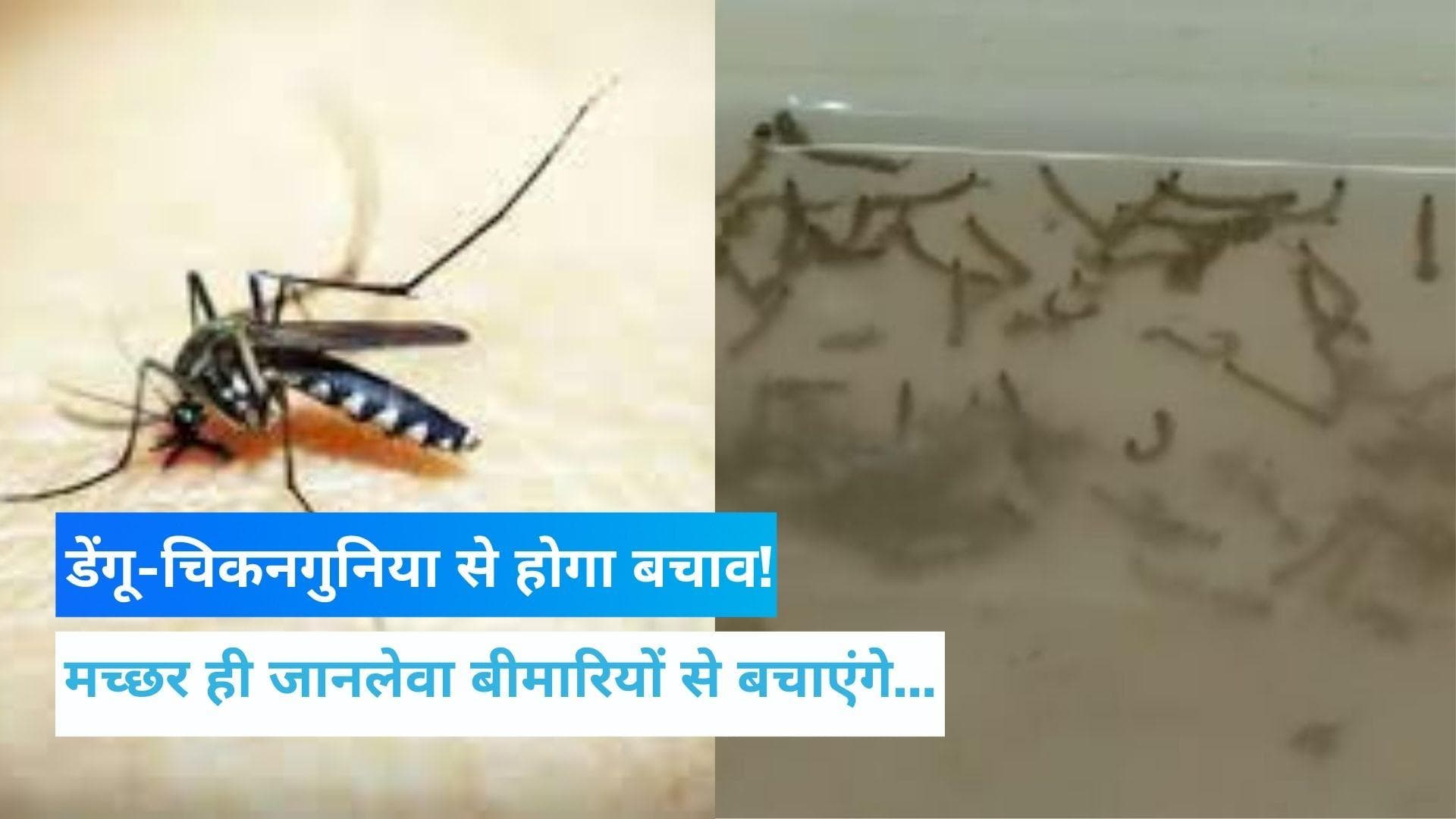 Special mosquitoes to control Dengue: मच्छर ही करेंगे डेंगू-चिकनगुनिया से बचाव, देखें ख़बर