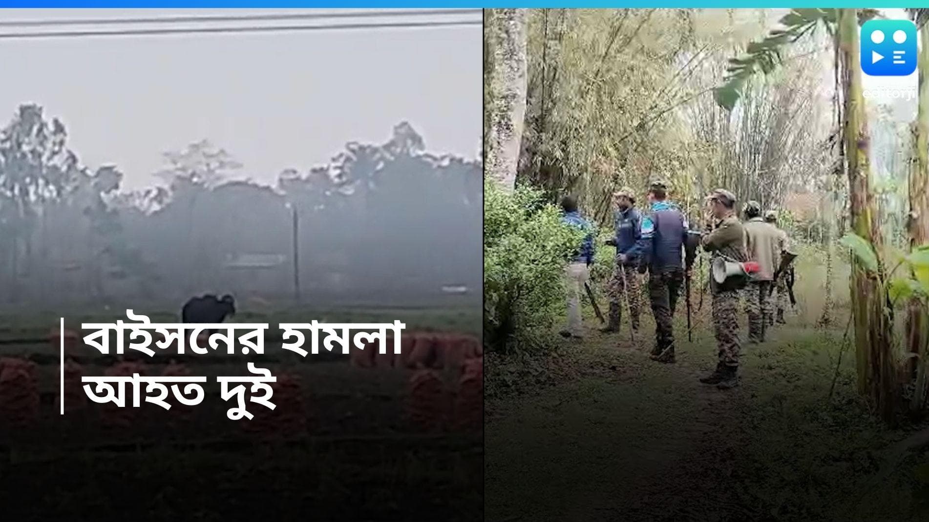 Jalpaiguri News : জলপাইগুড়িতে জোড়া বাইসনের তাণ্ডব, আহত দুই 