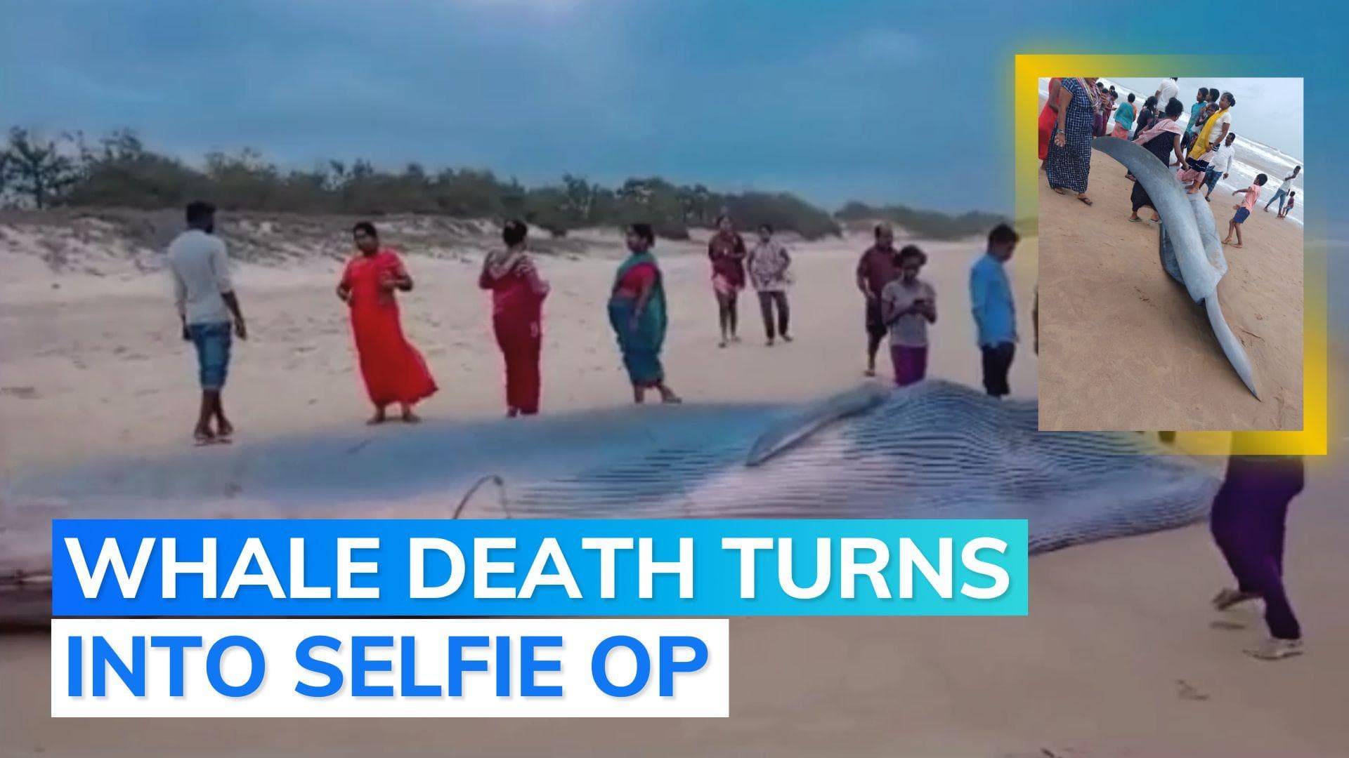 Blue whale washes up dead on Andhra Pradesh beach