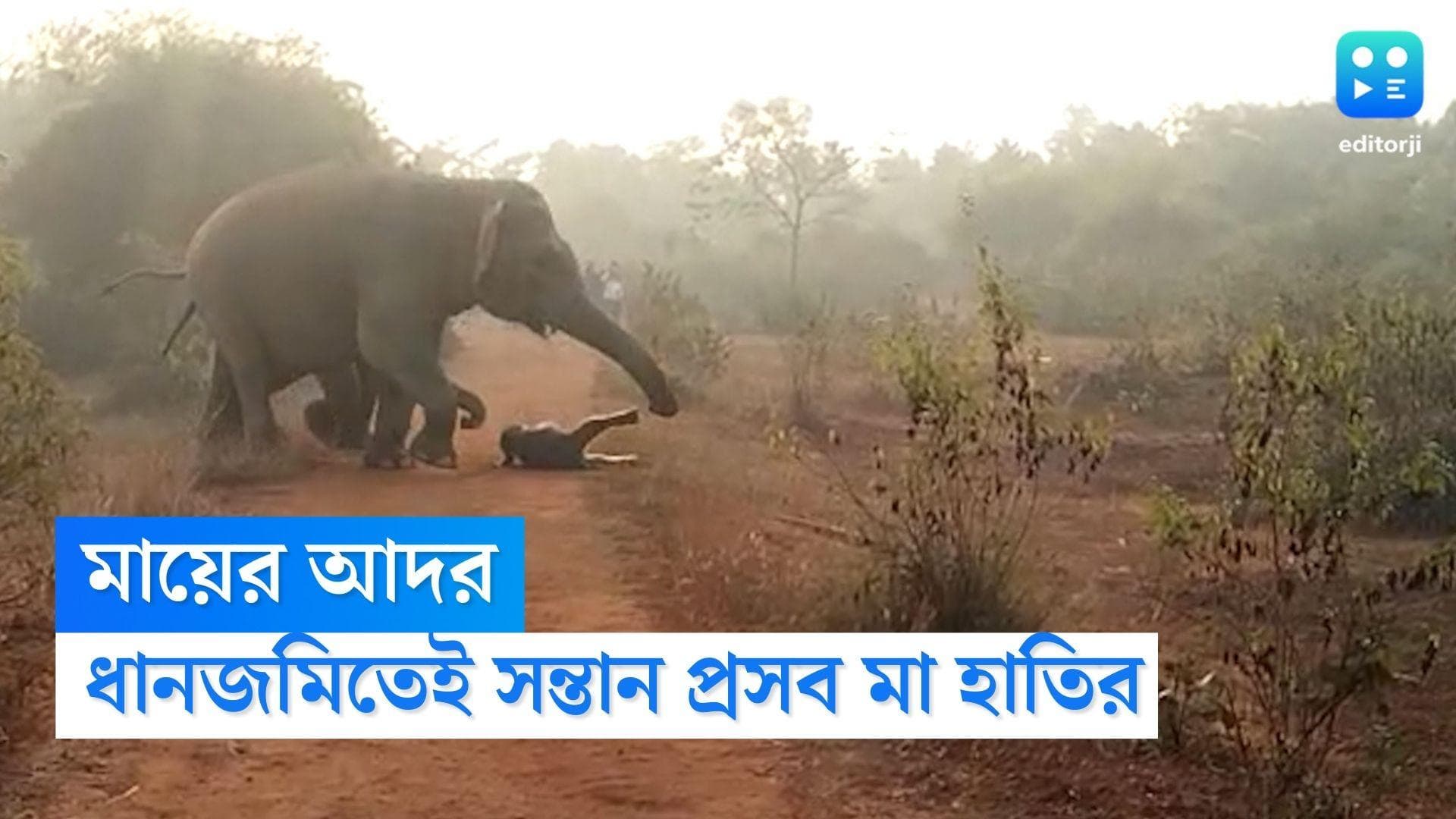 Jhargram Elephant Video: ধানজমিতেই জন্ম নিল নবজাতক, বুনো হাতির কাণ্ডে হতবাক ঝাড়গ্রামের মানুষ