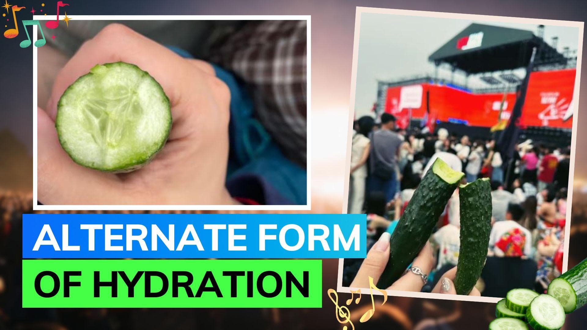 Why are people carrying cucumbers to Music festivals? Find out!