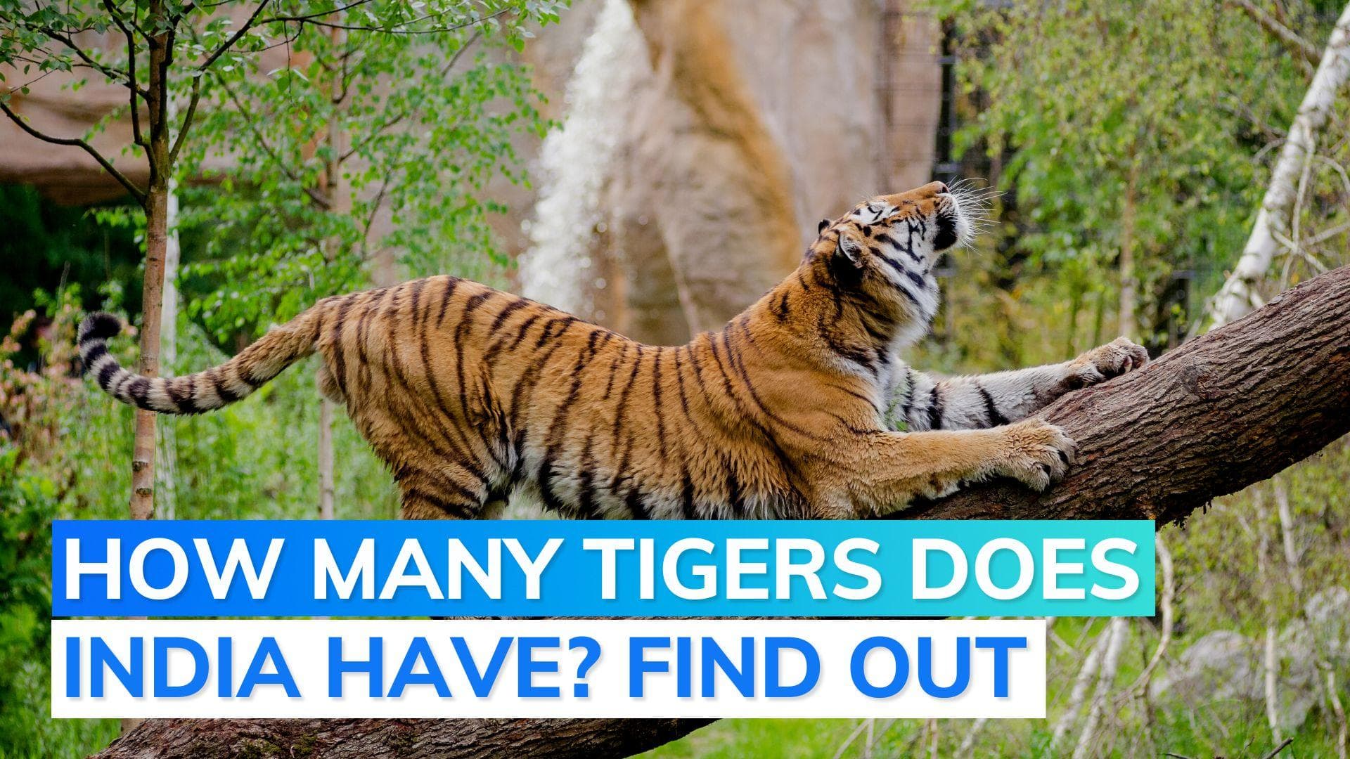 India's tiger population has risen by 200 in the past four years, reveals latest census