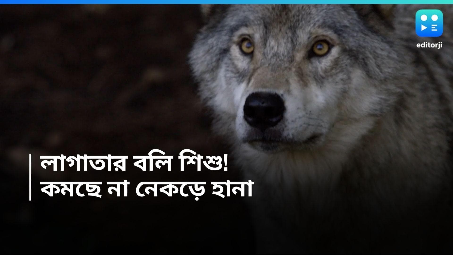 Wolf Attack: ৯ শিশুর মৃত্যুর পরেও থামছে না নেকড়ের হামলা! ফের ঘুমন্ত বালককে টেনে নেওয়ার চেষ্টা